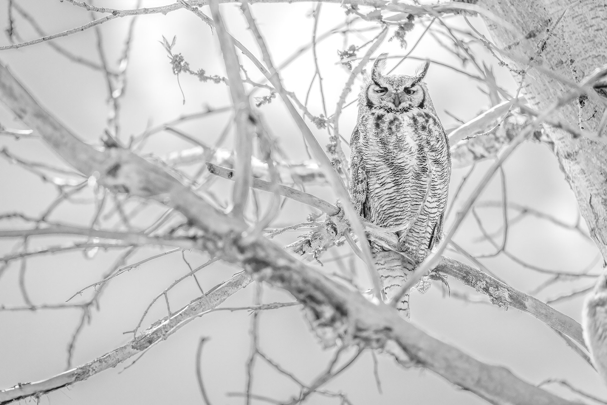 He's feeling a bit owly this morning, Prairie Oasis, Special Areas No 2, AB, 2026-05-18 (B&W)
