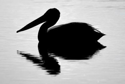 The Pelican Brief, Upper Gray Pond, Strathmore, AB, 2026-06-08 (B&W)