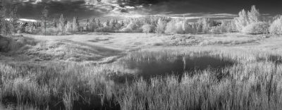 The wide view, Gray Park, Strathmore, AB, 2026-06-19