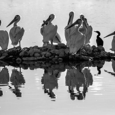 Motley Crue, er, Crew, Upper Gray Pond, Strathmore, AB, 2026-06-08