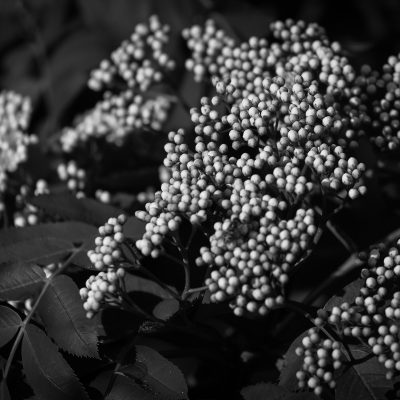 Nascent Mountain Ash Blossoms, My Backyard, Strathmore, AB, 2025-06-05