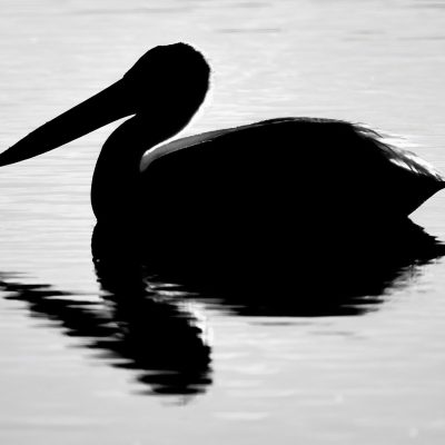 The Pelican Brief, Upper Gray Pond, Strathmore, AB, 2026-06-08 (B&W)